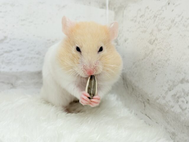 ゴールデンハムスター
