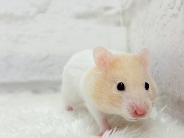 ゴールデンハムスター