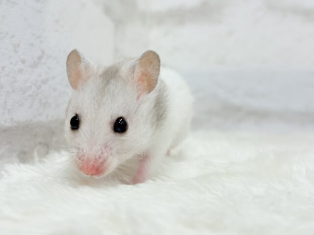 ゴールデンハムスター