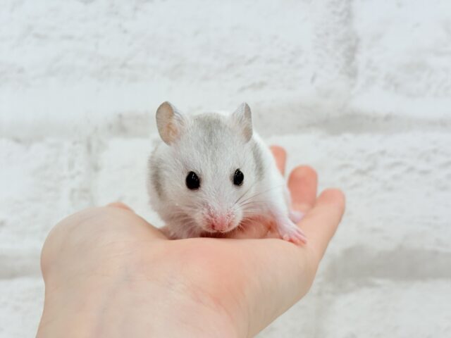 ゴールデンハムスター