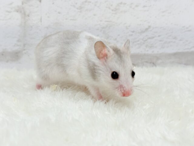 ゴールデンハムスター