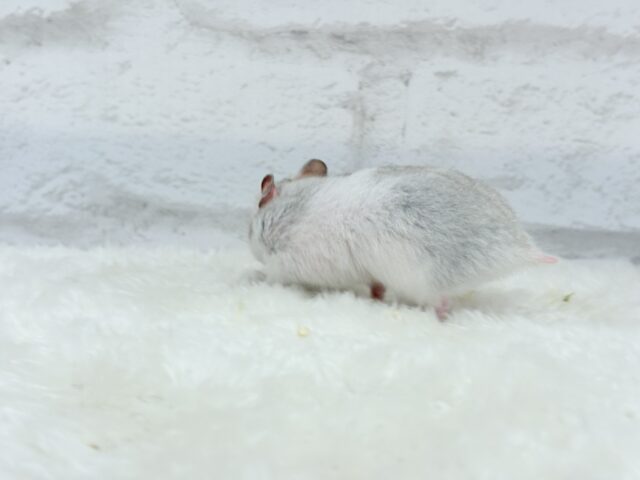 ゴールデンハムスター