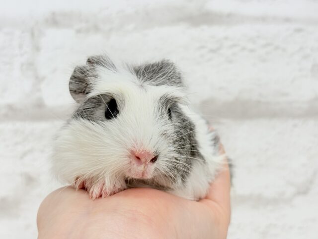 クレステッドモルモット