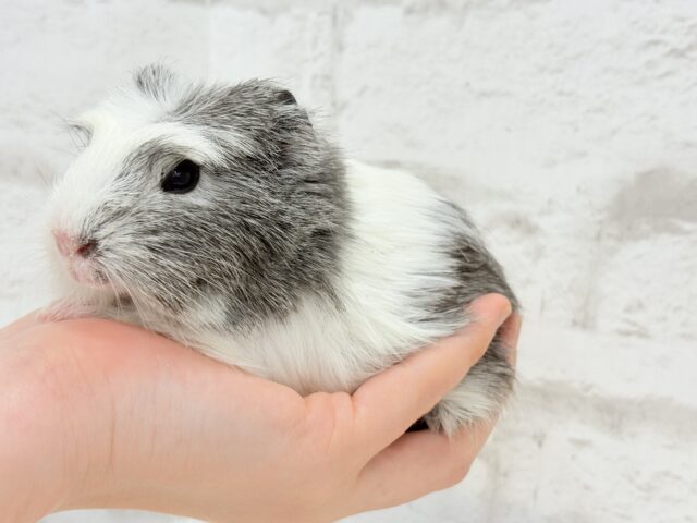 クレステッドモルモット