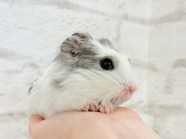 クレステッドモルモット