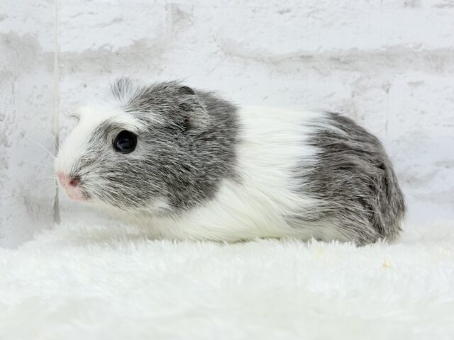 クレステッドモルモット