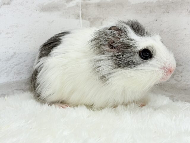 クレステッドモルモット