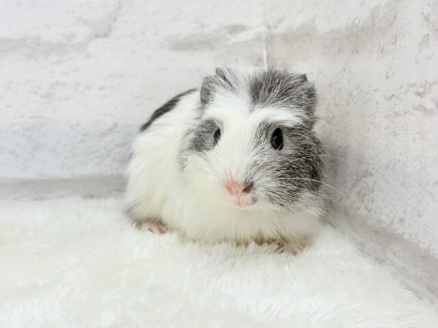 クレステッドモルモット