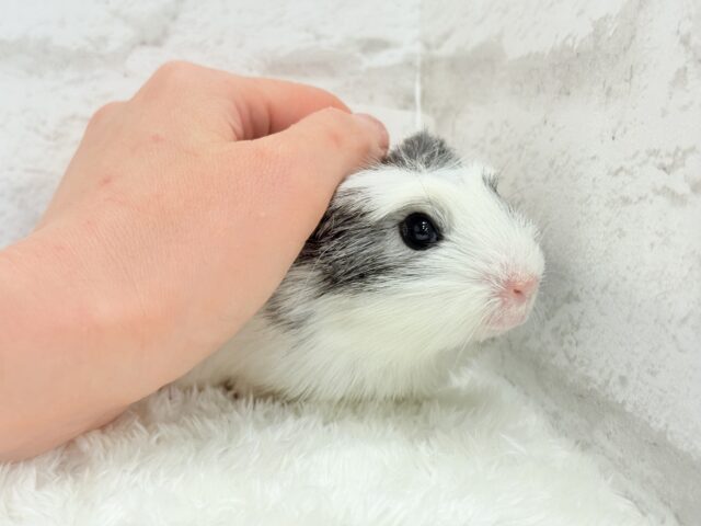 クレステッドモルモット