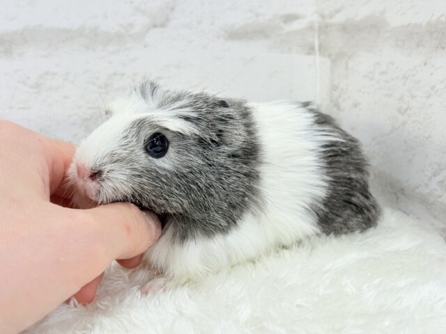 クレステッドモルモット