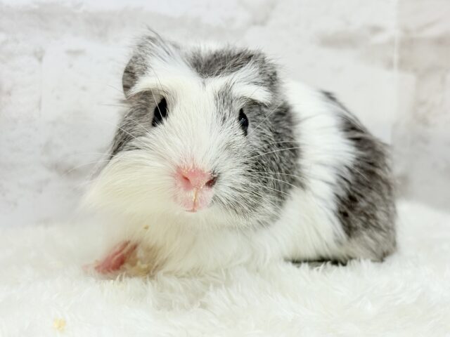 クレステッドモルモット