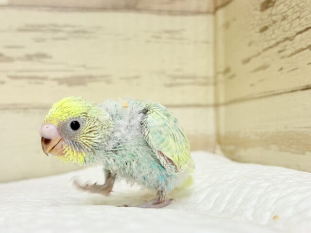 セキセイインコ