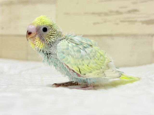 セキセイインコ