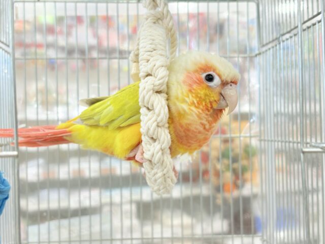 ホオミドリウロコインコ