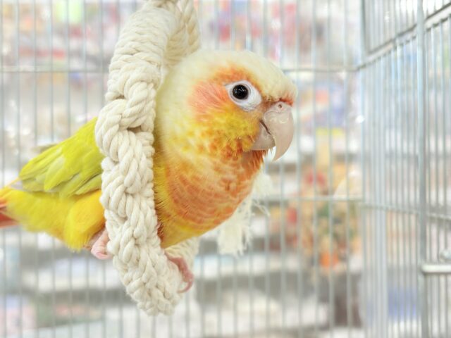 ホオミドリウロコインコ