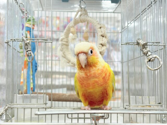 ホオミドリウロコインコ