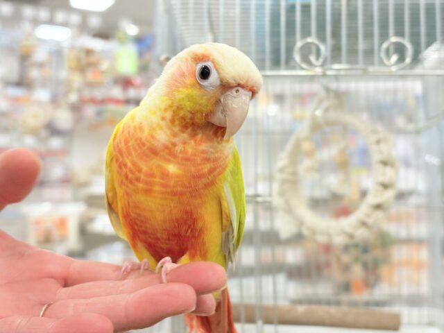 ホオミドリウロコインコ