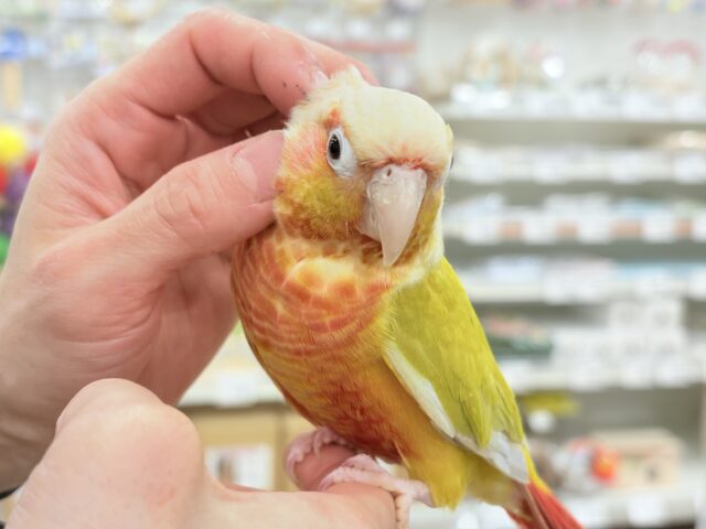 ホオミドリウロコインコ