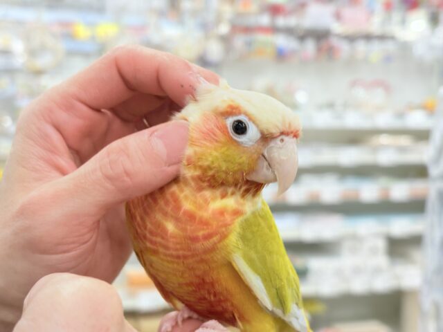 ホオミドリウロコインコ
