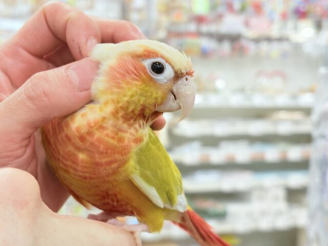 ホオミドリウロコインコ