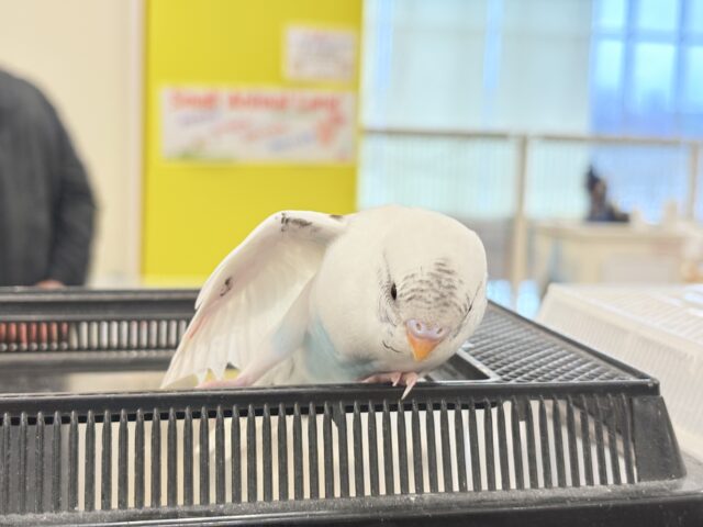 セキセイインコ