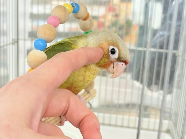 ホオミドリウロコインコ