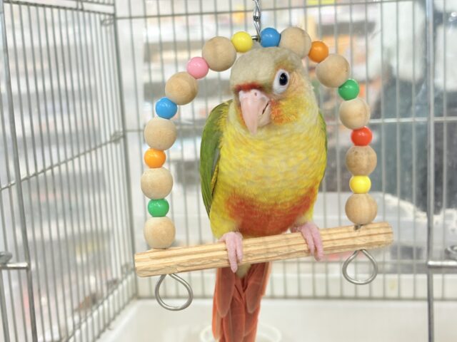 ホオミドリウロコインコ