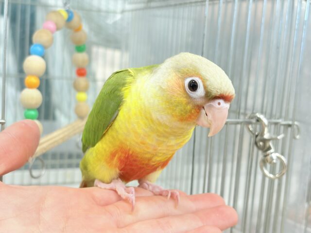 ホオミドリウロコインコ