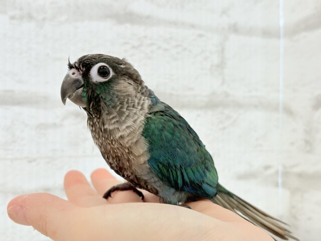 ホオミドリウロコインコ