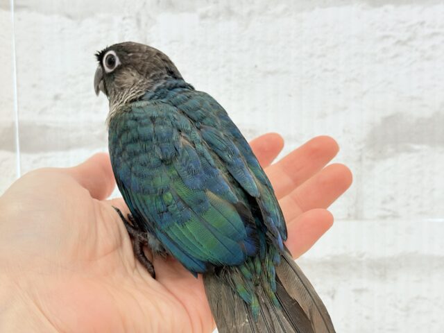 ホオミドリウロコインコ