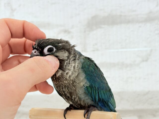 ホオミドリウロコインコ