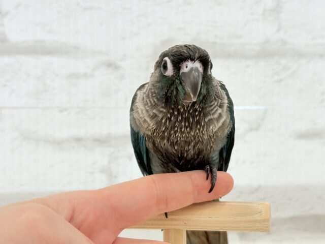 ホオミドリウロコインコ