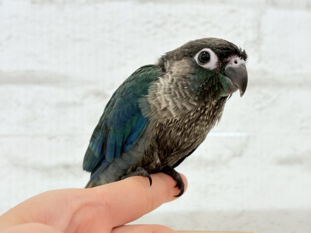 ホオミドリウロコインコ