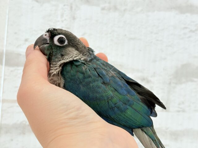 ホオミドリウロコインコ