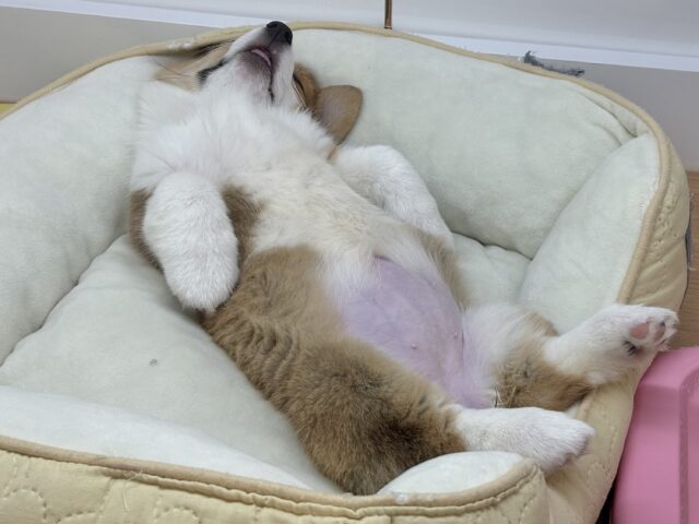 ウェルシュコーギー・ペンブローグ