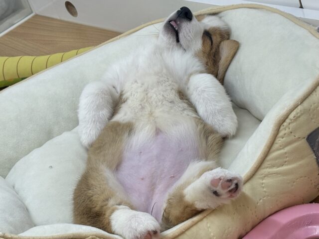 ウェルシュコーギー・ペンブローグ