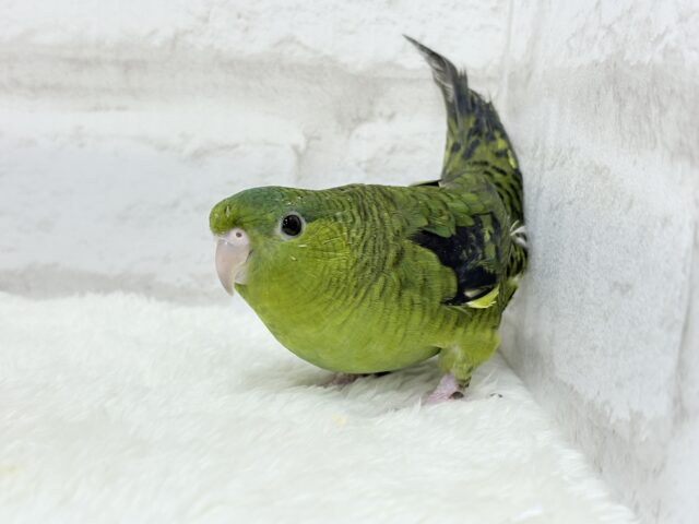 サザナミインコ