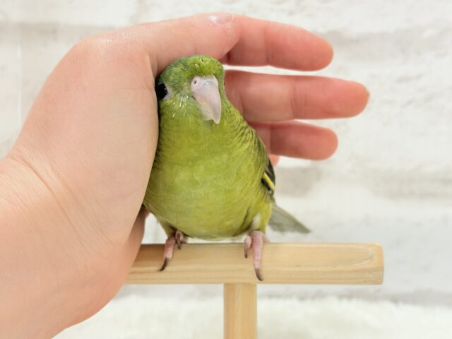 サザナミインコ