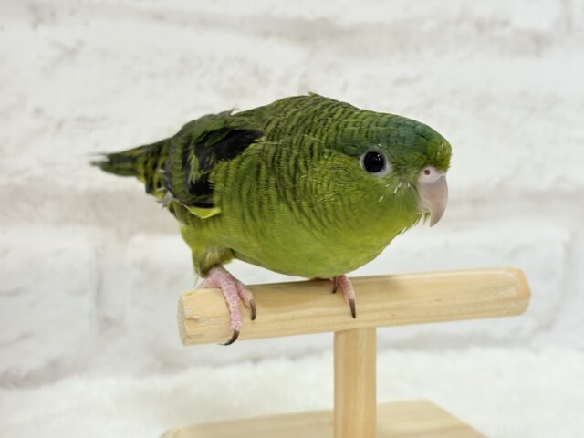 サザナミインコ