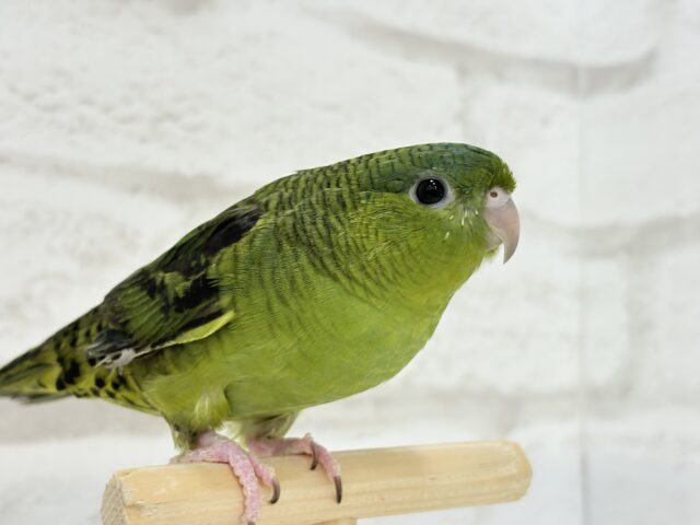 サザナミインコ