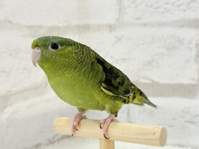 サザナミインコ