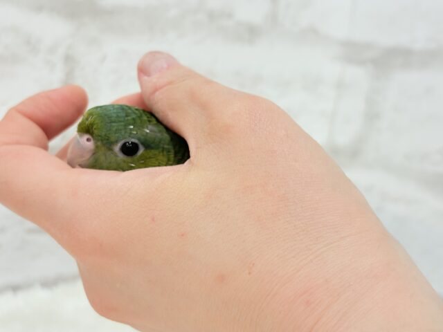 サザナミインコ