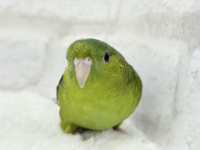 サザナミインコ
