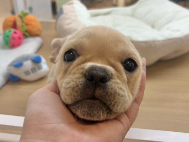 フレンチブルドッグ