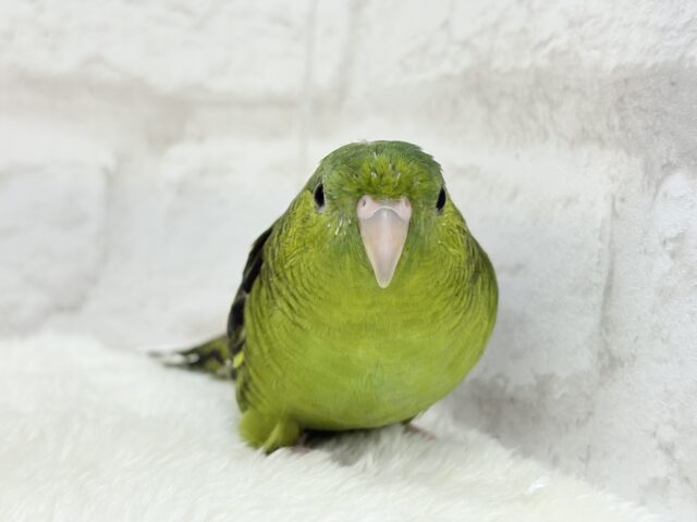 サザナミインコ