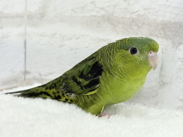 サザナミインコ