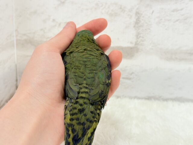 サザナミインコ