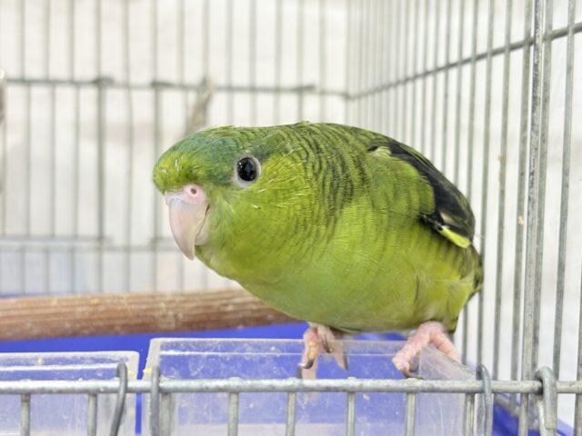 サザナミインコ