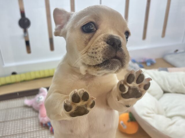 フレンチブルドッグ