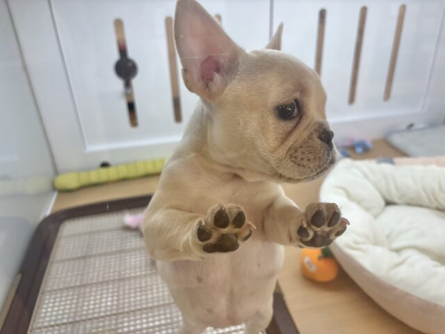 フレンチブルドッグ